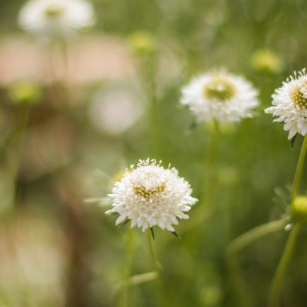 white scabiosa