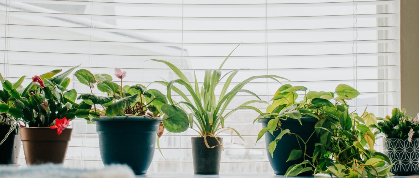 plants in windowsill