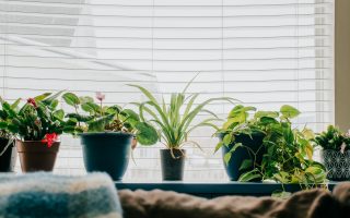 plants in windowsill