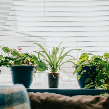 plants in windowsill