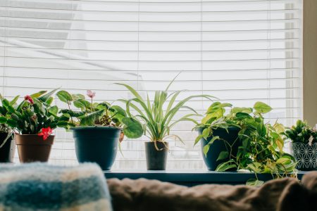 plants in windowsill