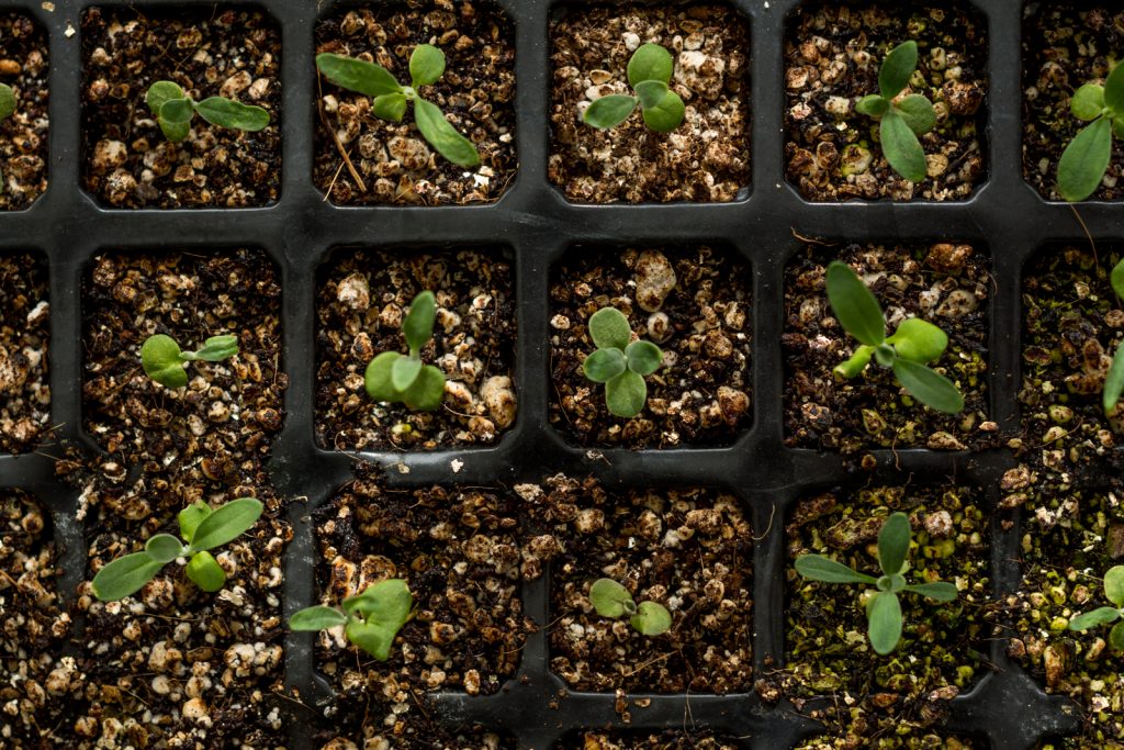 tray of seedlings taken from above