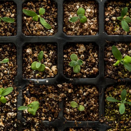 tray of seedlings taken from above